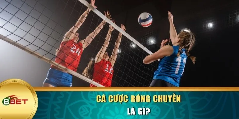 Cá cược bóng chuyền là gì?
