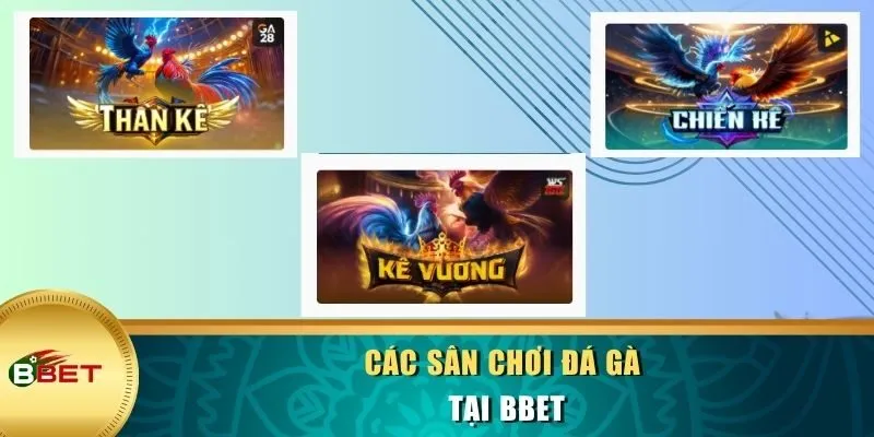 Các sân chơi đá gà tại BBET