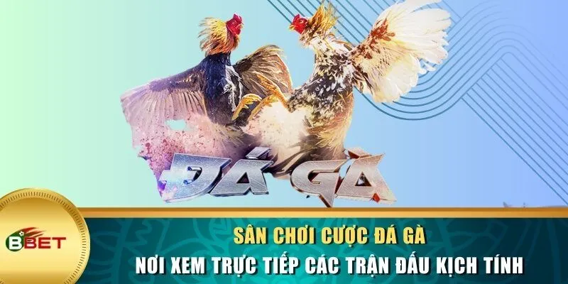 Sân chơi cược đá gà - nơi xem trực tiếp các trận đấu kịch tính